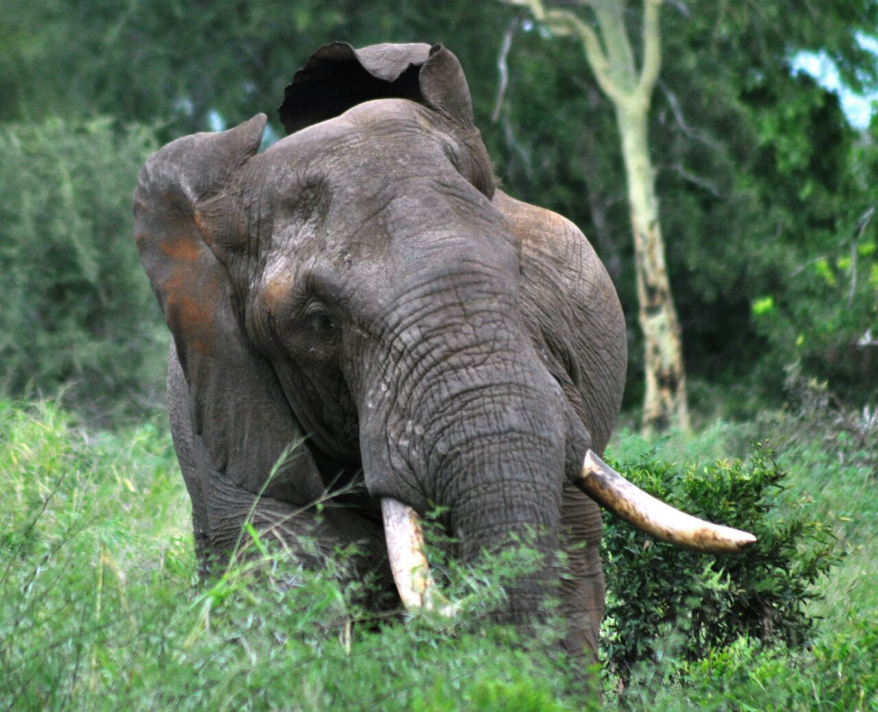 Photographic Safaris 1