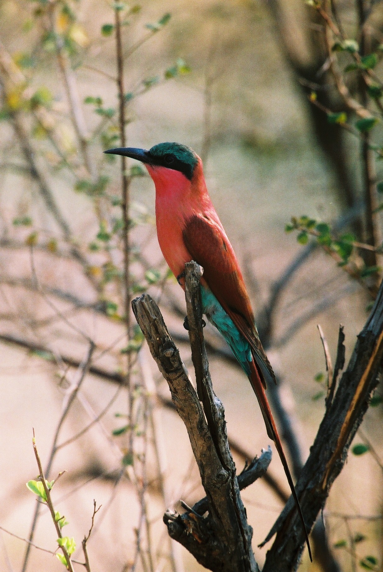 Photographic Safaris 2